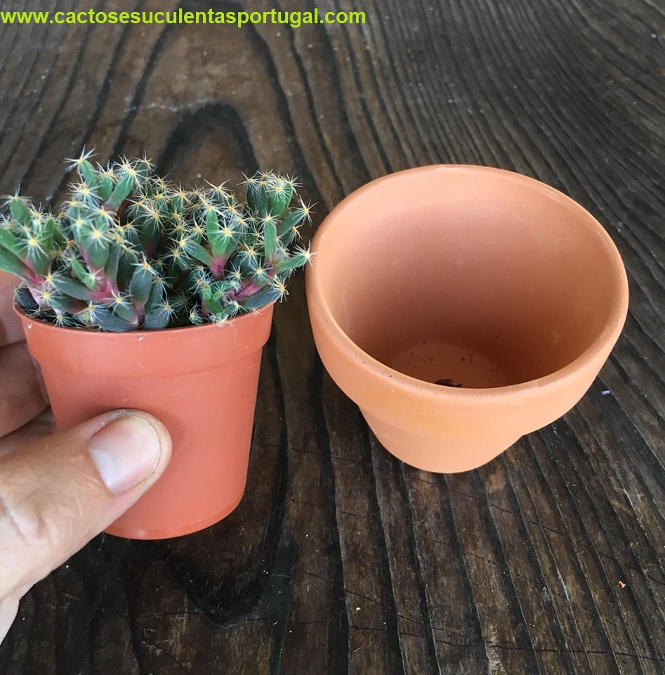 Vasos em argila 7cm Ø, acessórios