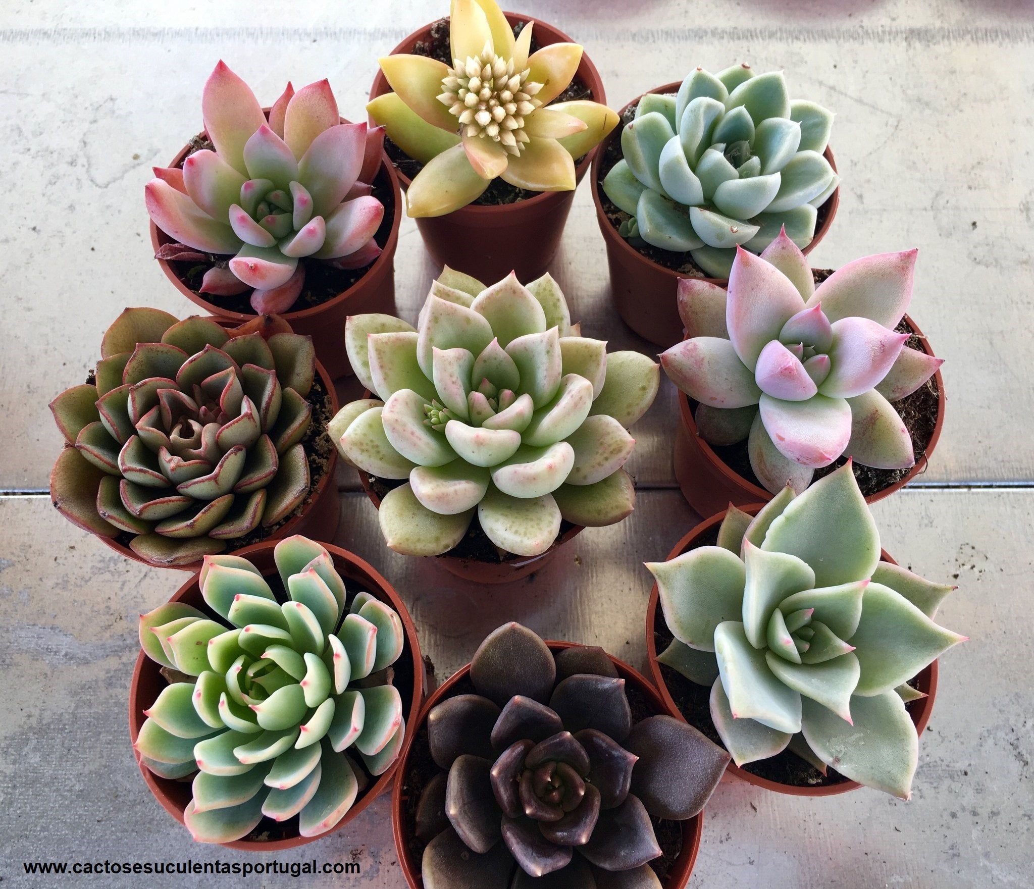 Venda de Suculentas Selecção Grupo 1, Echeveria Elegans Albicans
