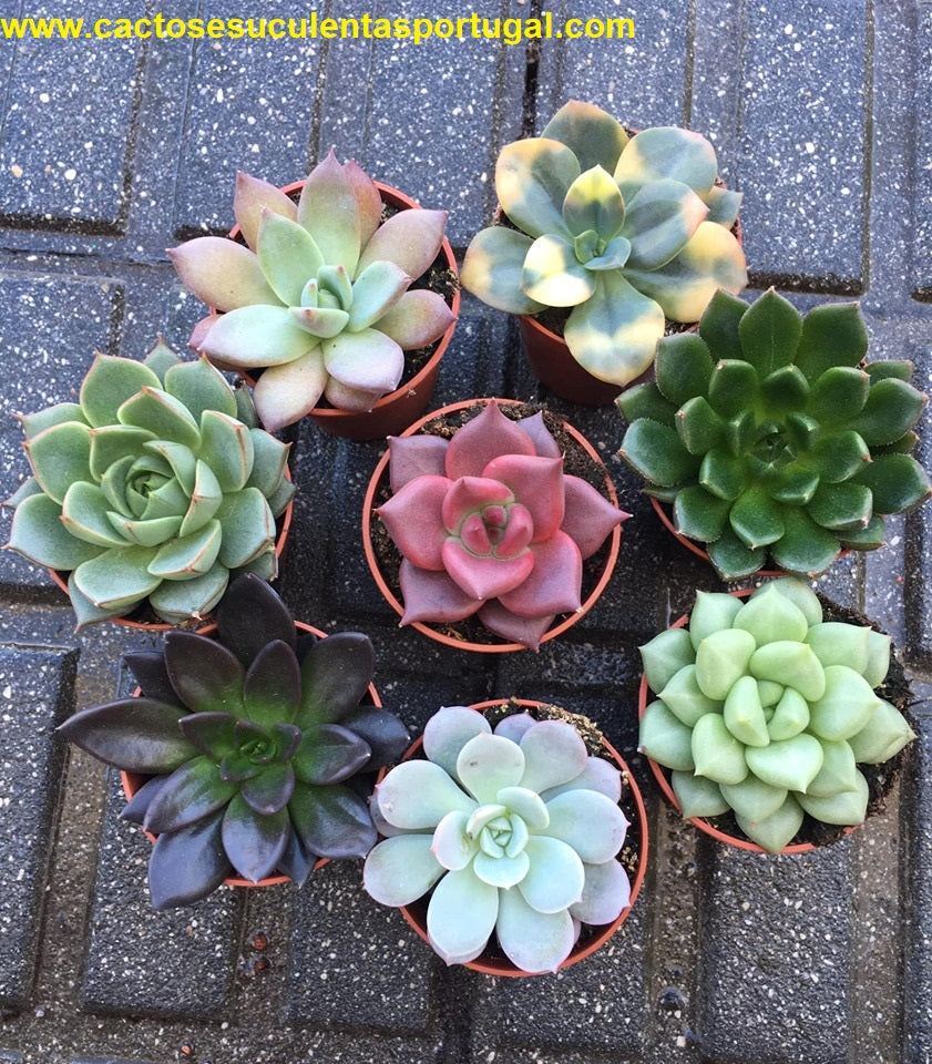 Echeverias