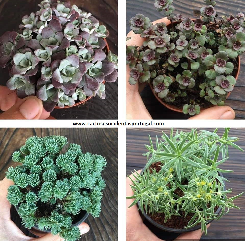 Venda de Suculentas Selecção de 4 Sedums 