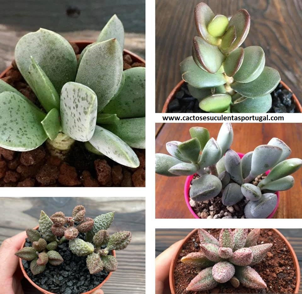 Adromischus