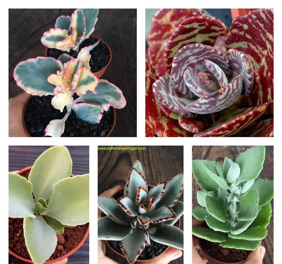 Venda de Suculentas Selecção de 5 Kalanchoes, 