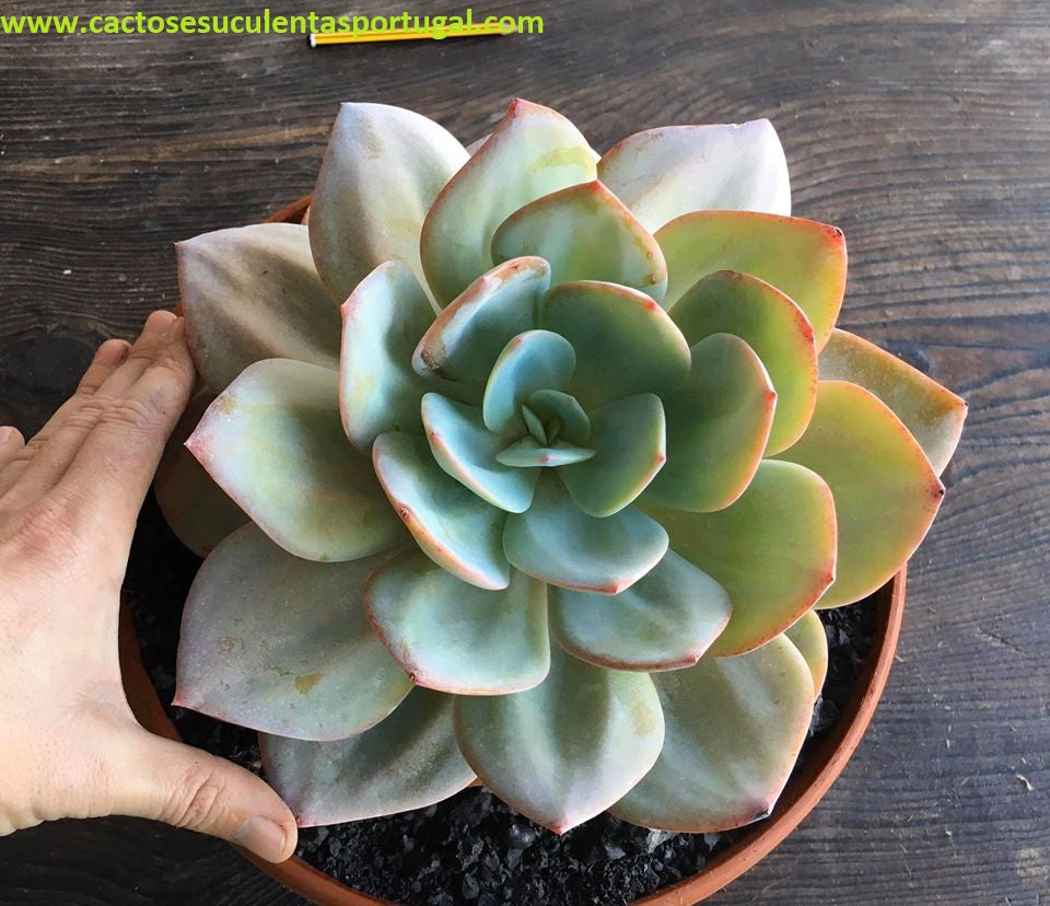 Echeveria Hakuhou