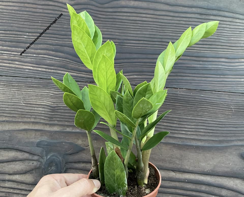 Zamioculcas zamiifolia