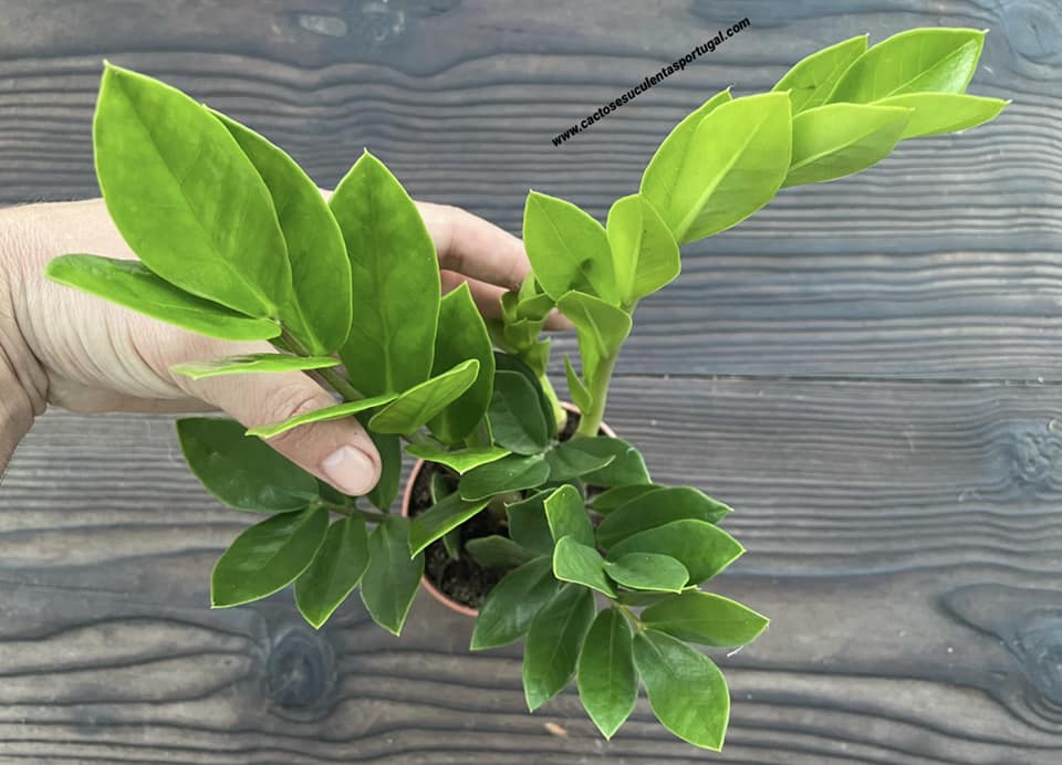 Zamioculcas zamiifolia