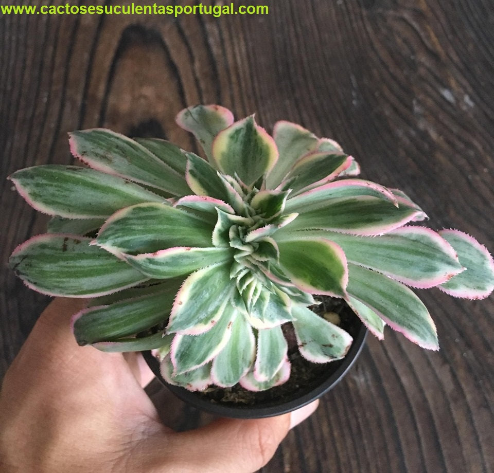 Aeonium Sunburst Form. Cristata