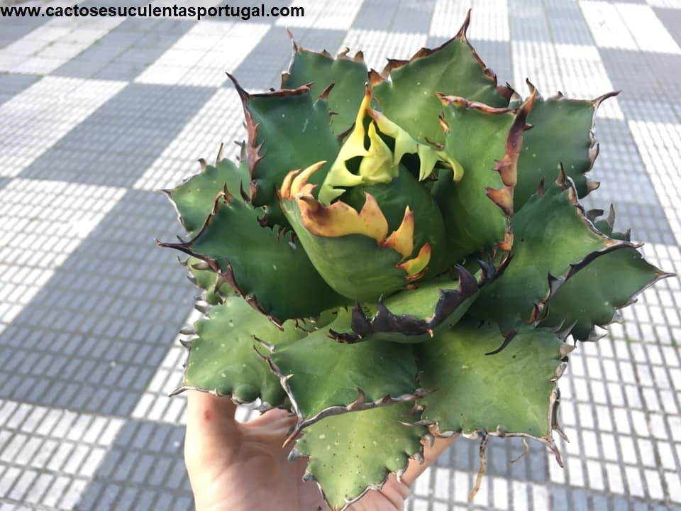 Agave Titanota Filigree 