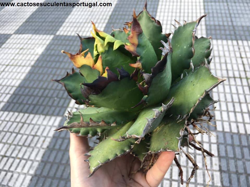 Agave Titanota Filigran