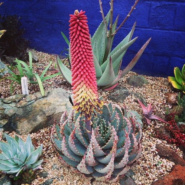 Aloe Peglerae 