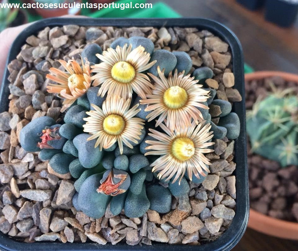 aloinopsis schooneesii