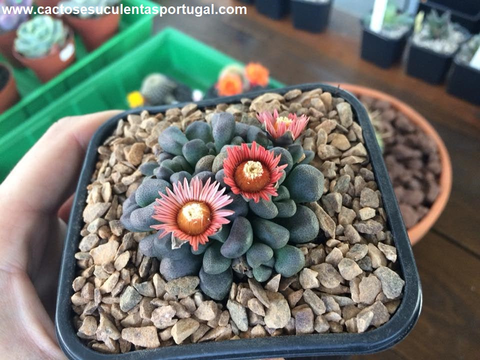 Aloinopsis schooneesii hibrid red flower