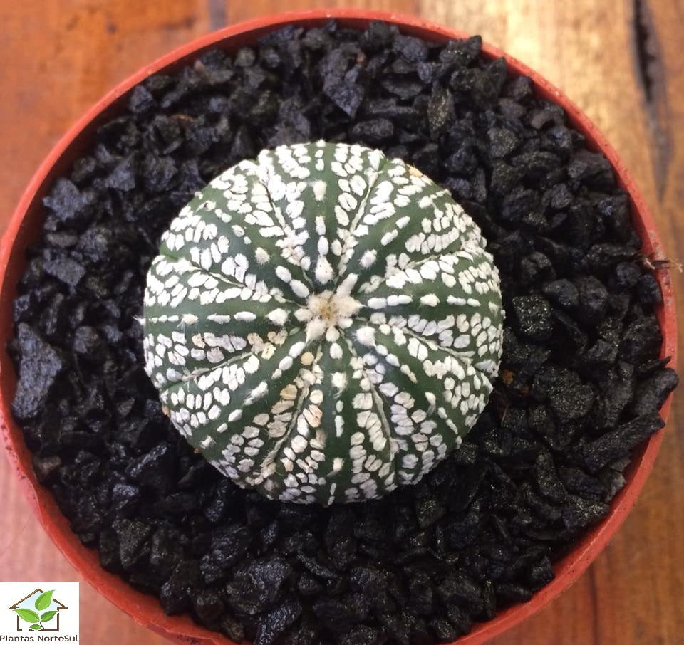 Astrophytum asterias