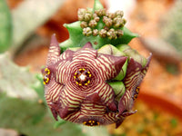 caralluma europaea flower