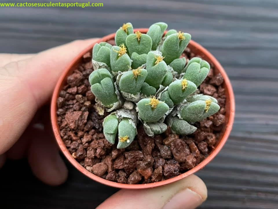 Conophytum quaesitum