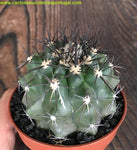 Copiapoa atacamensis var. calderana