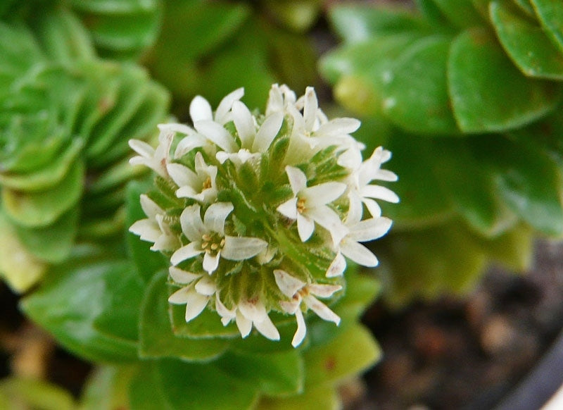 Crassula Estagnol