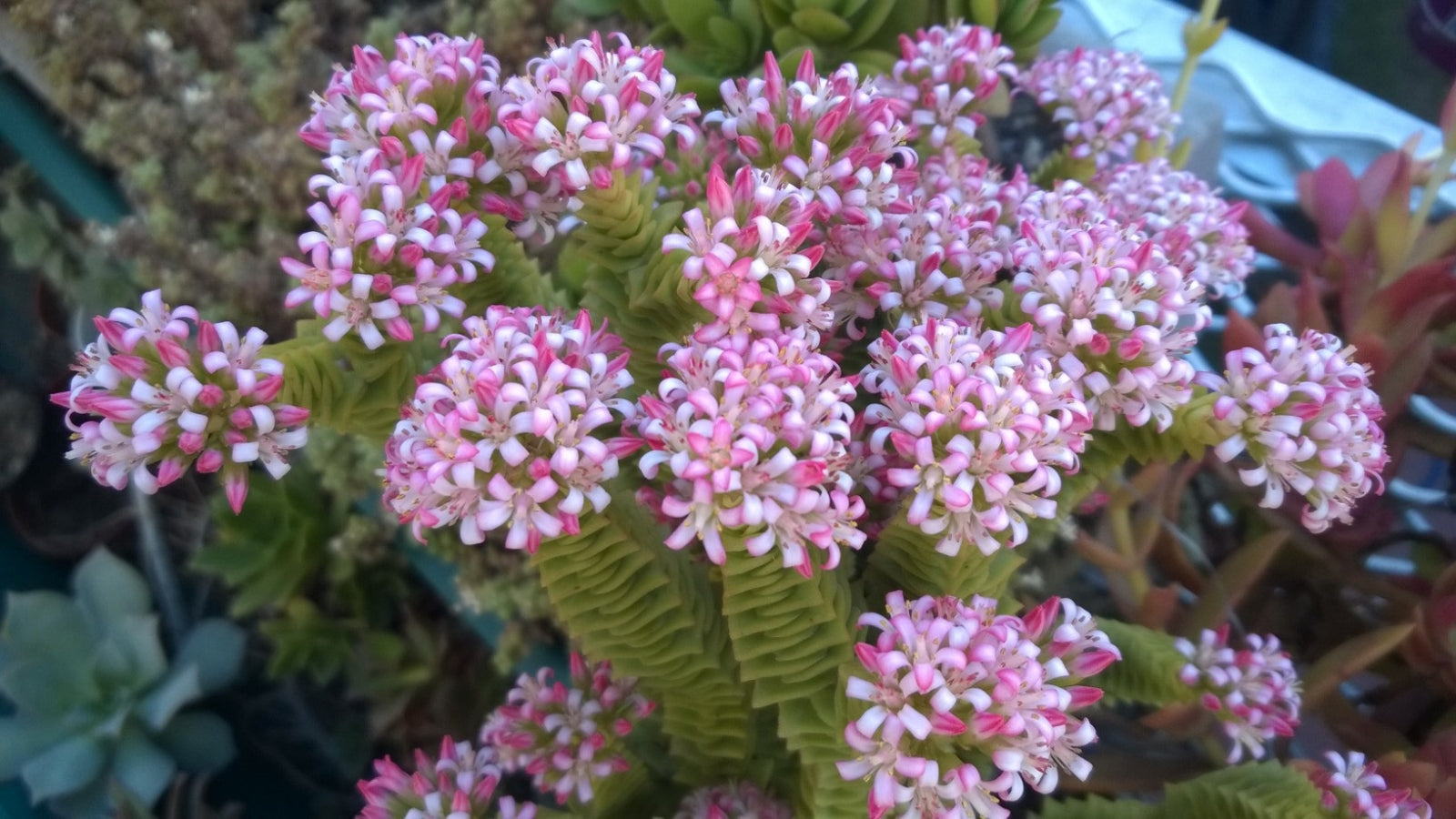 Crassula green pagoda