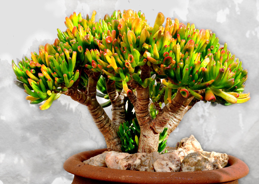 Crassula ovata gollum (orelha de shrek)