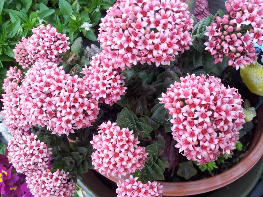 Crassula springtime