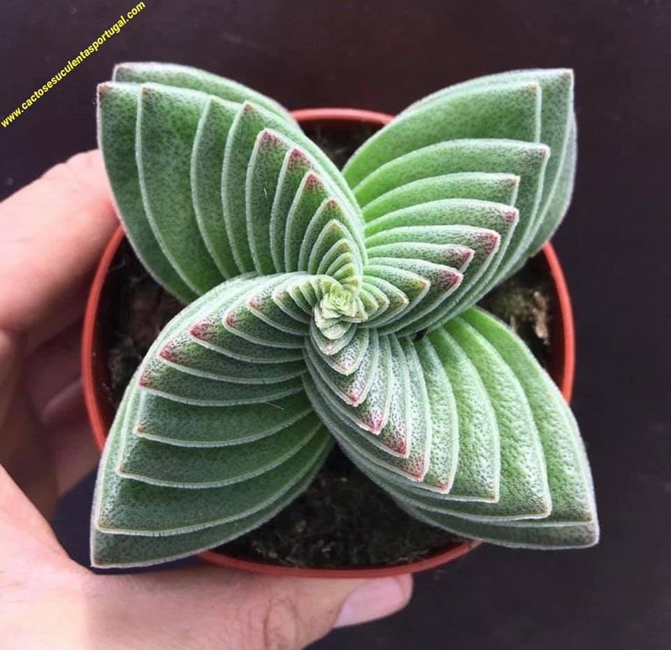 Crassula capitella turrita forma espiral