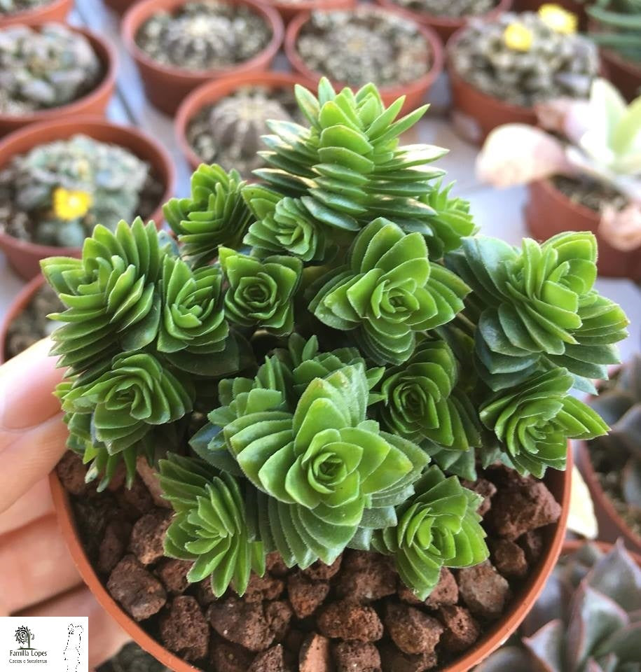 Crassula Estagnol