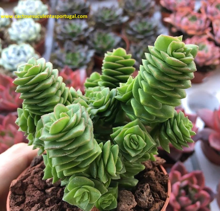 Crassula green pagoda