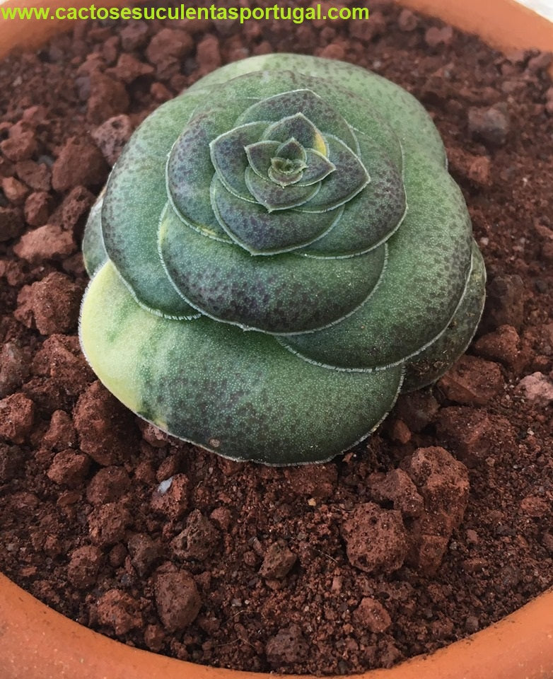 Crassula hemisphaerica variegated form.
