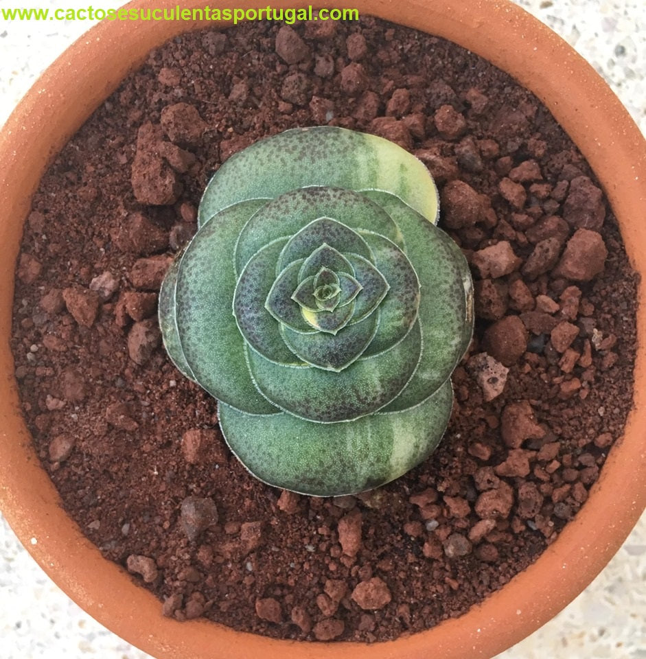 Crassula hemisphaerica variegated form.