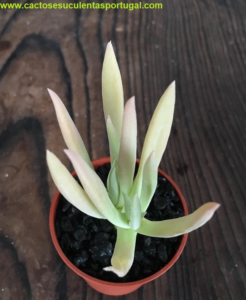 Dudleya Edulis x Ingens
