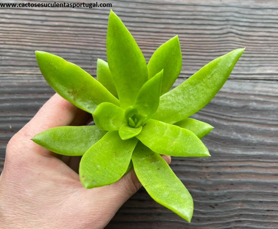Dudleya brittonii green form