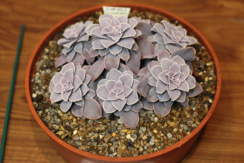 Echeveria Difractens