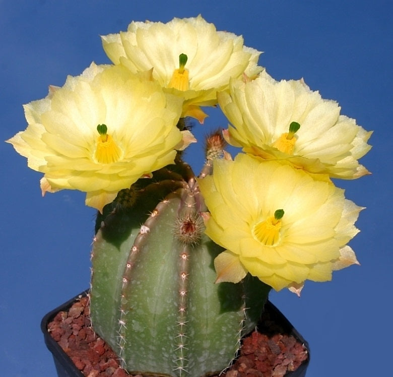 Echinocereus Subinermis var. luteus