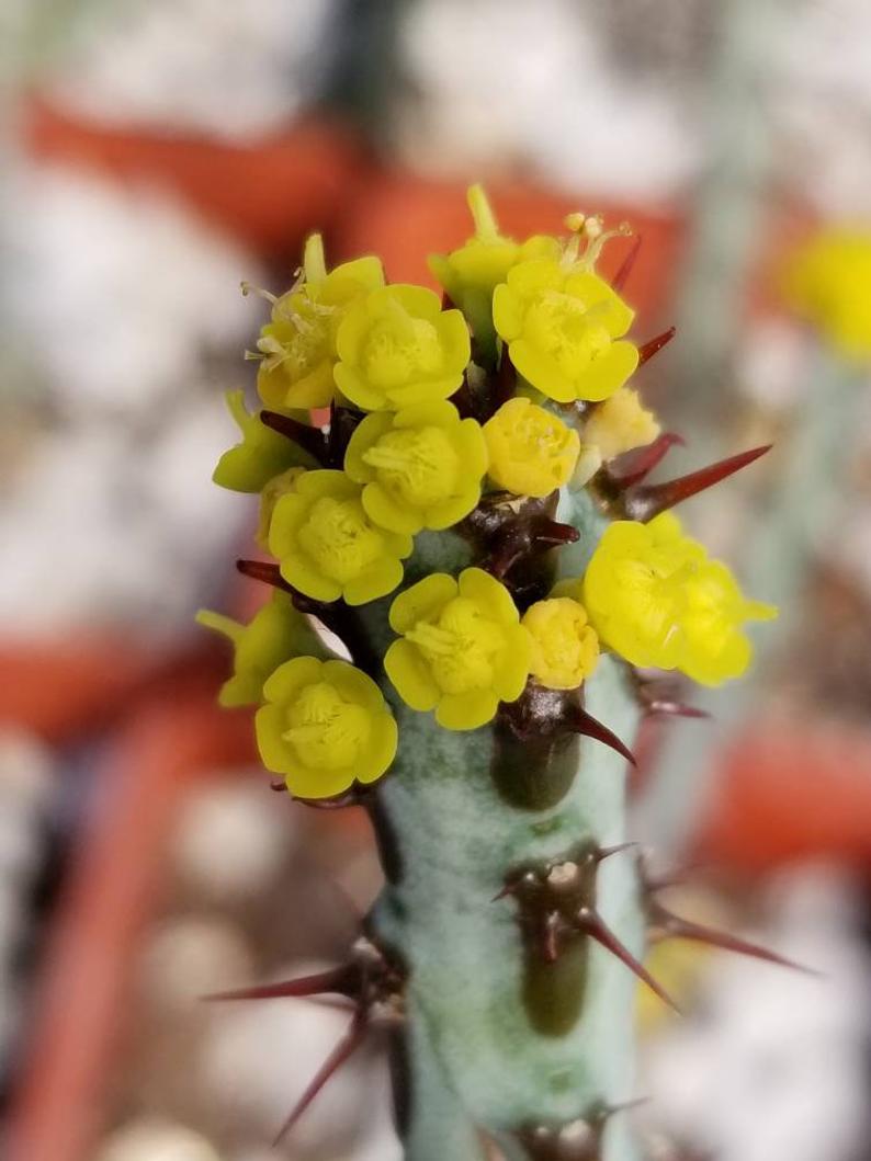 Euphorbia aeruginosa