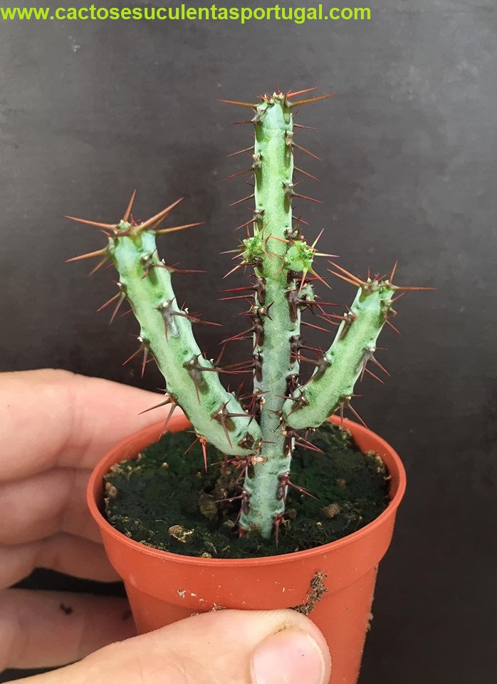 Euphorbia aeruginosa