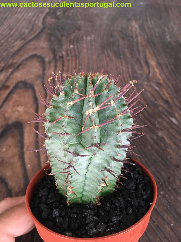 Euphorbia Horrida