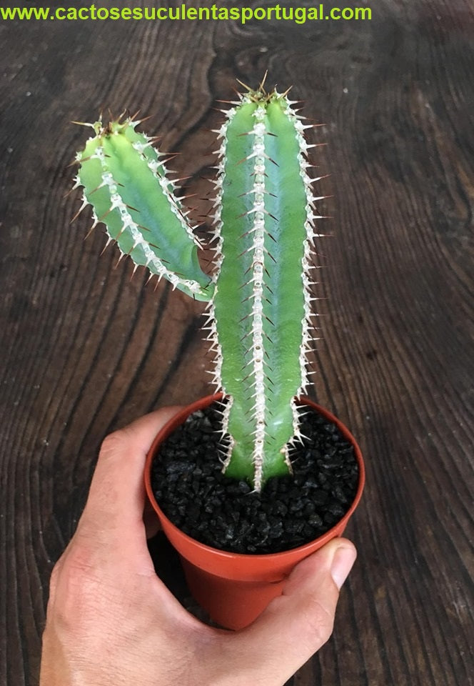 Euphorbia Polyacantha
