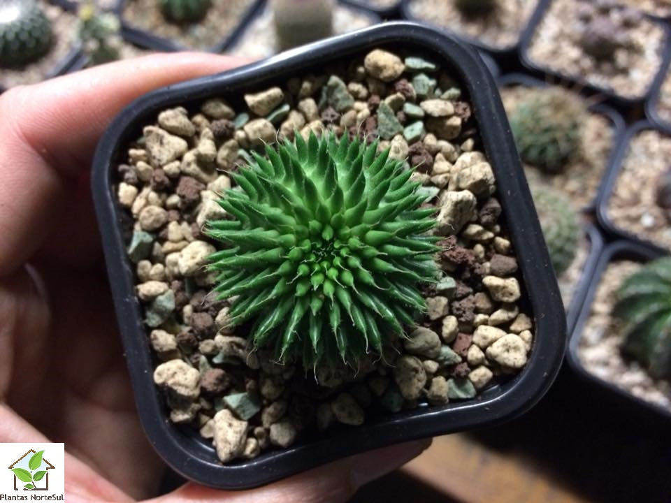 Euphorbia suzannae