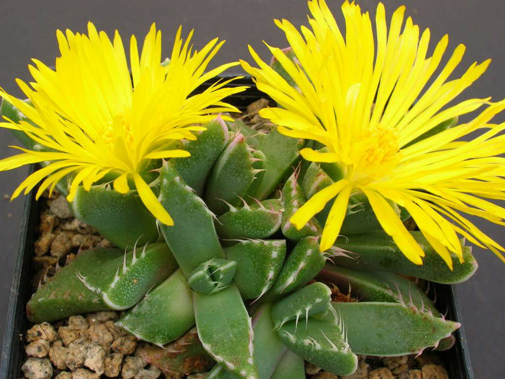 Faucaria tigrina