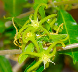 fockea edulis flower