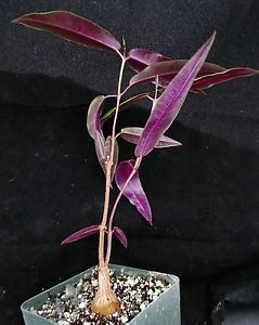 Fockea natalensis