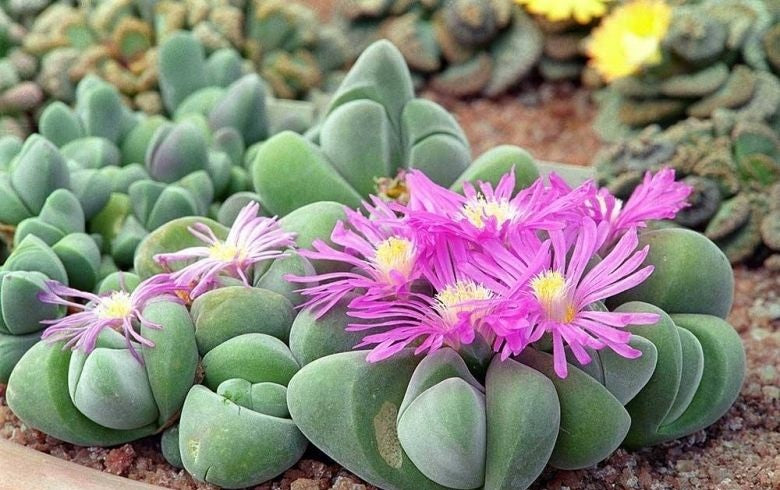 Gibbaeum heathii