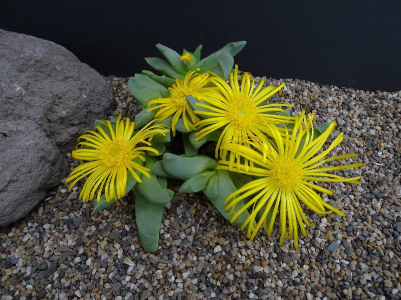 Glottiphyllum longum