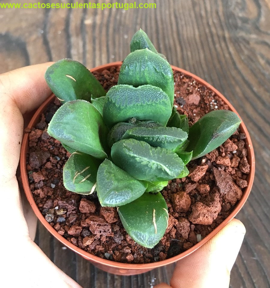 Haworthia truncata x maughanii