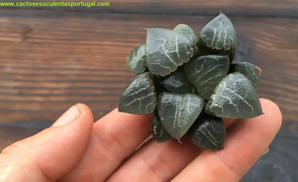 Haworthia bayeri 'TSUKIKAGE' 