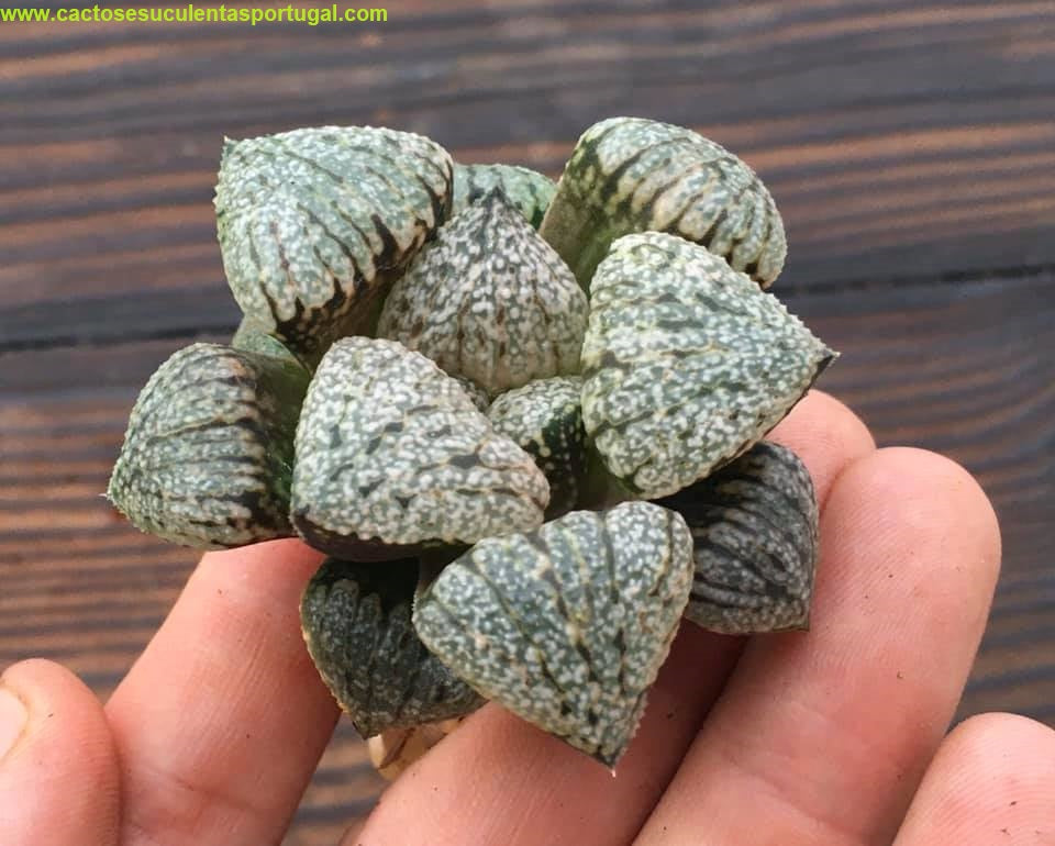 Haworthia Picta