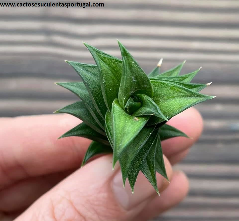 Haworthia viscosa spiralis