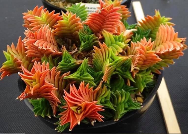 Haworthia viscosa spiralis