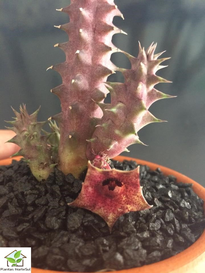 Huernia macrocarpa