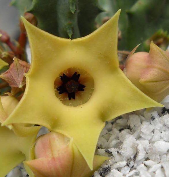 Huernia thuretii var. primulina