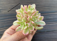 Sedum 'Joyce Tulloch' variegated